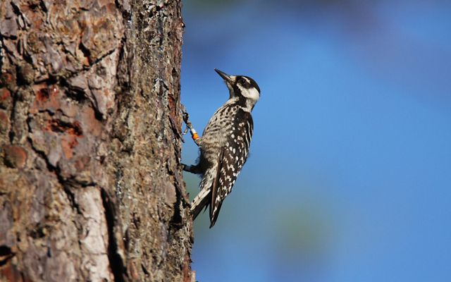 A small woodpecker with brown and white flecked feathers and color coded identification bands on its leg perches on the side of a pine tree.