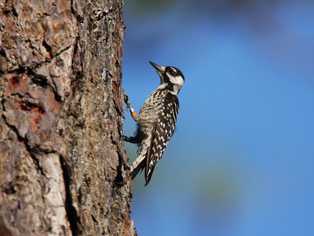 Photo of a red-cockaded woodpecker against a longleaf pine.