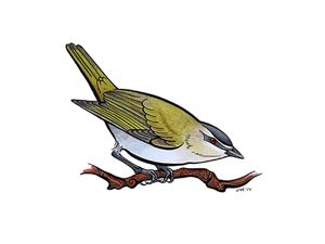 An illustration of a red eyed vireo.  