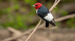 Red-headed woodpecker perched on small branch.
