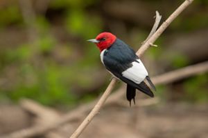 Red-headed woodpecker perched on a small branch.
