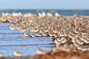 Several red knot bird huddle together near water.