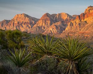 A view of mountains at Red Rock Canyon with yucca in the foreground.