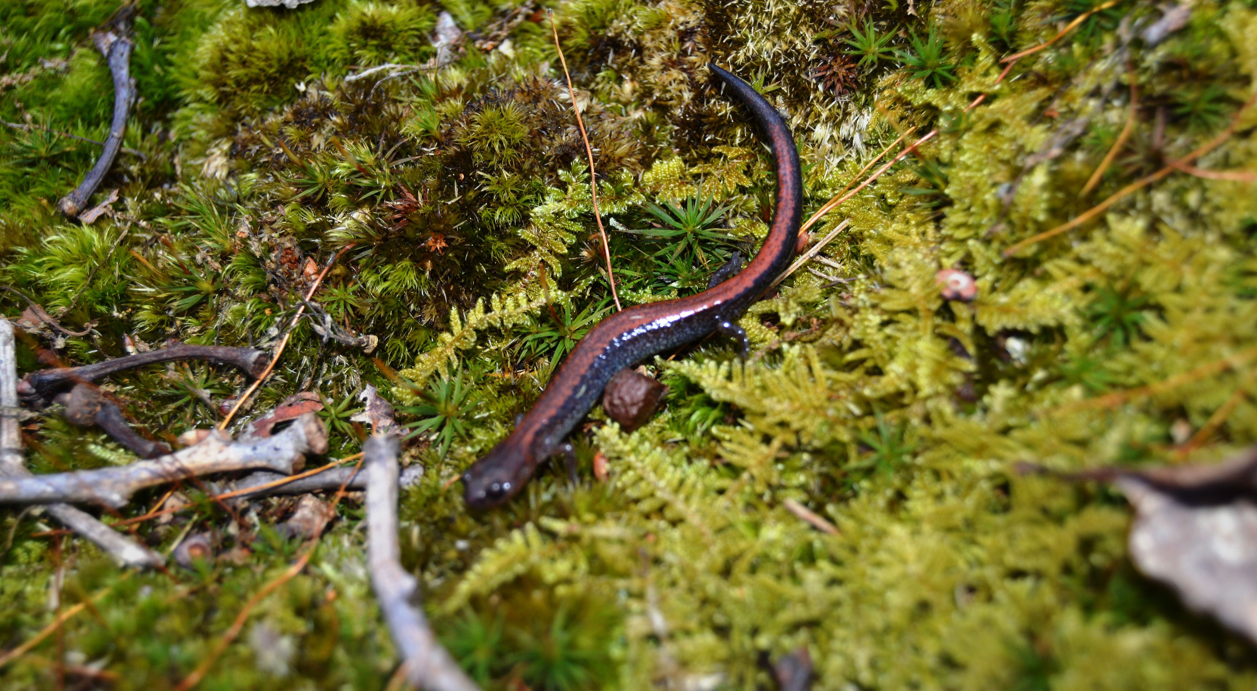 Close up view of a red backed salamander. A small black amphibian with a red stripe running down the length of its back and tail. It sits nestled amongst green moss and small twigs.