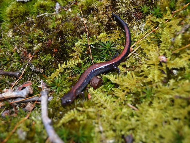 A salamander with a long tail and red stripe running down its back sits nestled in a patch of moss.