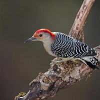 Red-bellied woodpecker up close on a branch