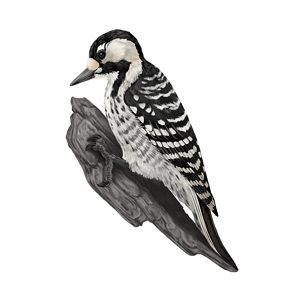 A black and white bird on gray bark