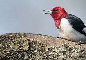 Red-headed woodpecker perched on tree stump.