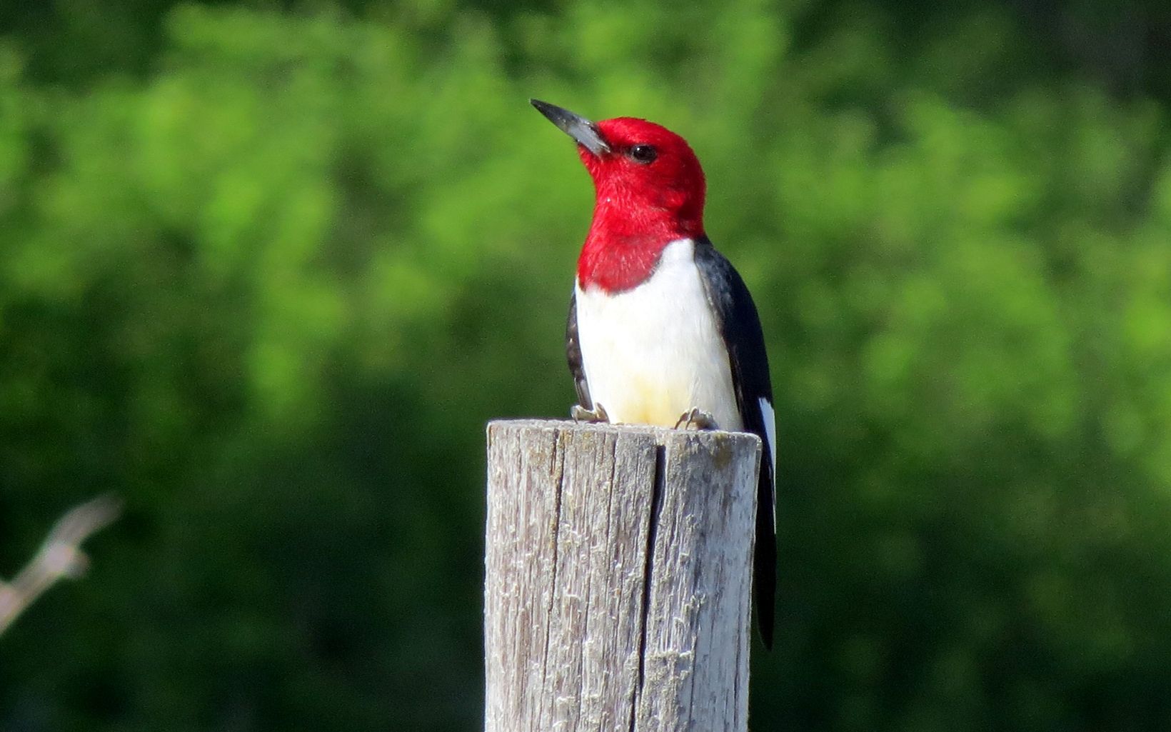 A red-headed woodpecker sits atop a post at the edge of the forest.