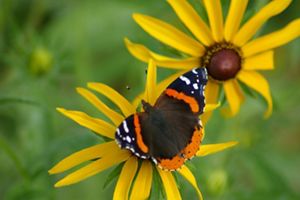 A red admiral butterfly is perched on a yellow flower. 