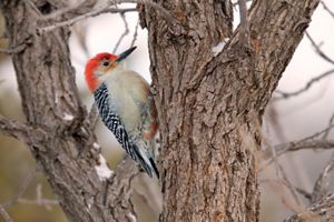 A red-bellied woodpecker is perched in a tree. 