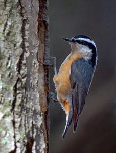 A red-breasted nuthatch songbird.