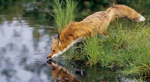 Brown and white fox with bushy tail reaches from the shore of a lake to take a drink of water.