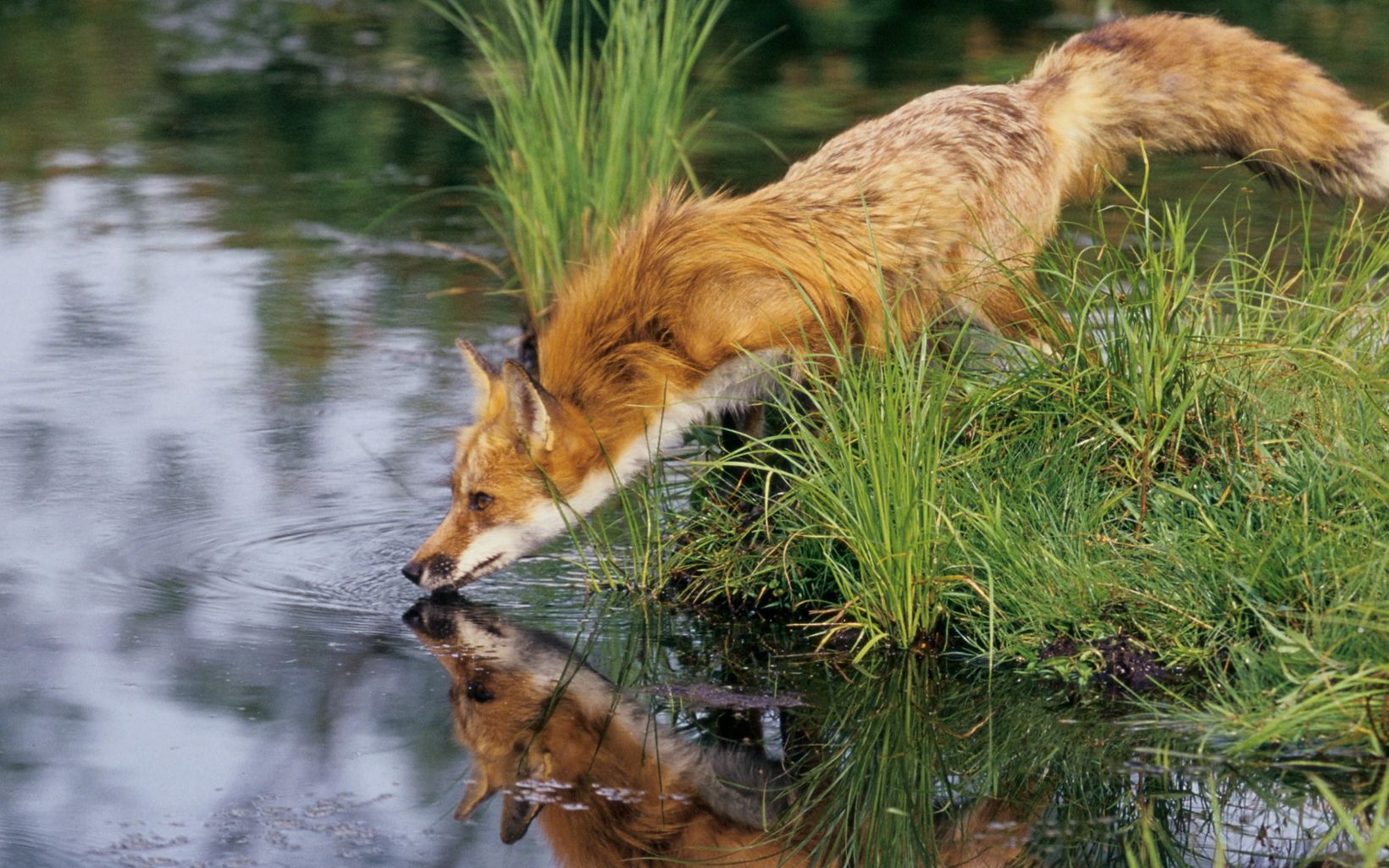 Red Fox Red foxes can be found all over Wisconsin, especially in the southern, central and western parts of the state.  © Gerald H. Emmerich, Jr. 