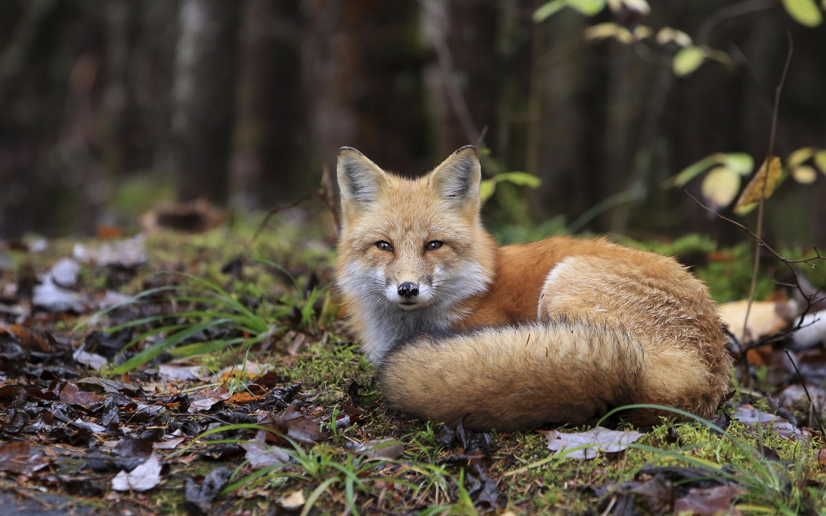 A red fox is sitting on the ground. 