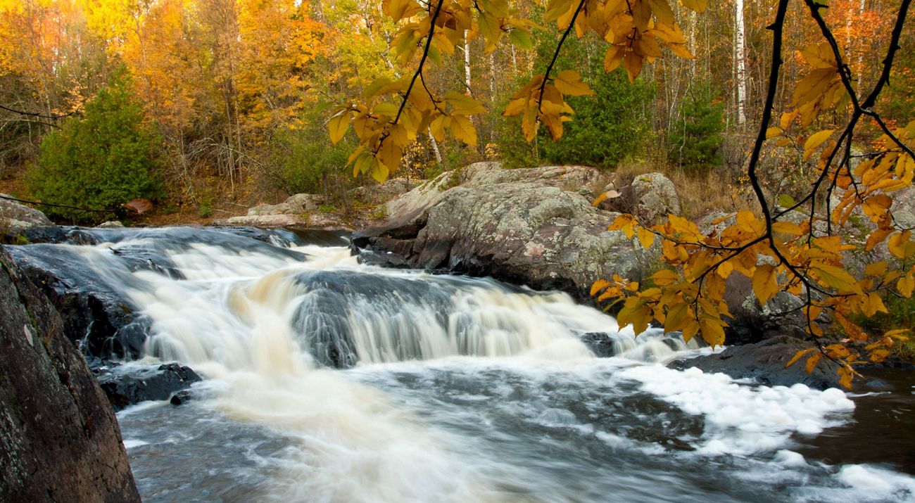 Water rushes over large boulders in a river lined by evergreens and trees yellow with fall color.