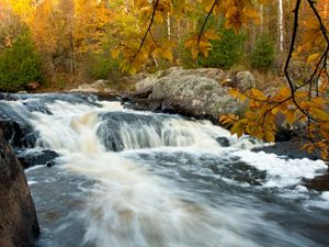 Water rushes over large boulders in a river lined by evergreens and trees yellow with fall color.