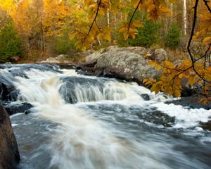 Water rushes over large boulders in a river lined by evergreens and trees yellow with fall color.