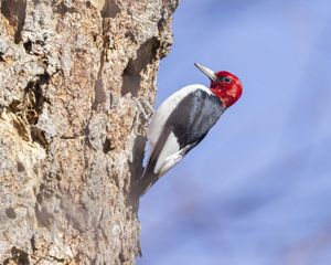 Red-headed woodpecker perched on tree.