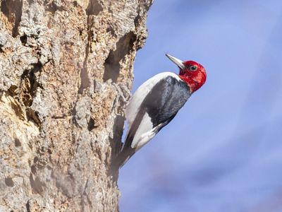 Red-headed woodpecker perched on tree.