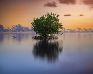 In this photo a red mangrove appears. The photo was taken on August 1, 2023, in a nature reserve in the town of Patillas, Puerto Rico.