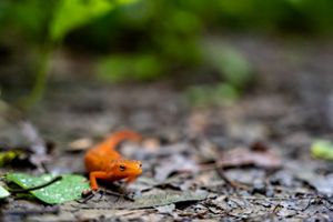 Bright orange newt on leaves and damp ground.