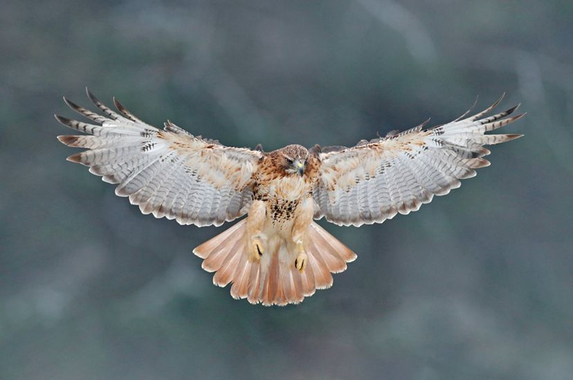 A large hawk flies with its wings outstretched.