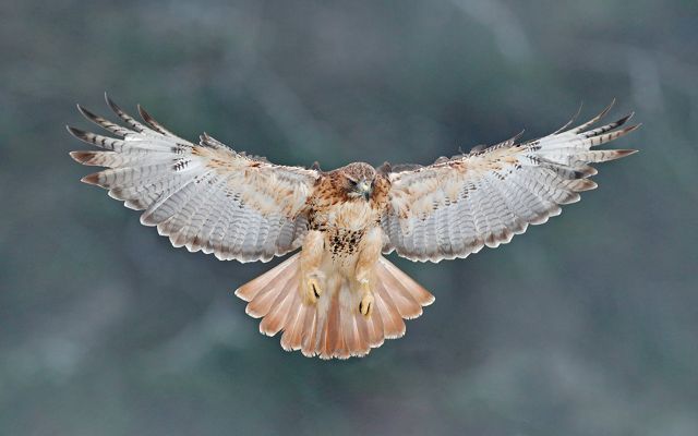 A hawk in flight viewed head on from below, exposing the underside of the wings and tail.