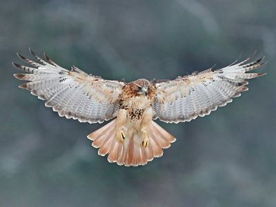 A red-tailed hawk.