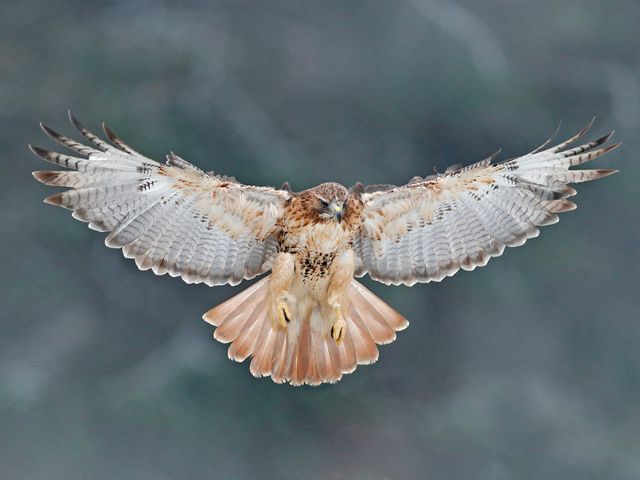 A red-tailed hawk has its wings spread open wide. 