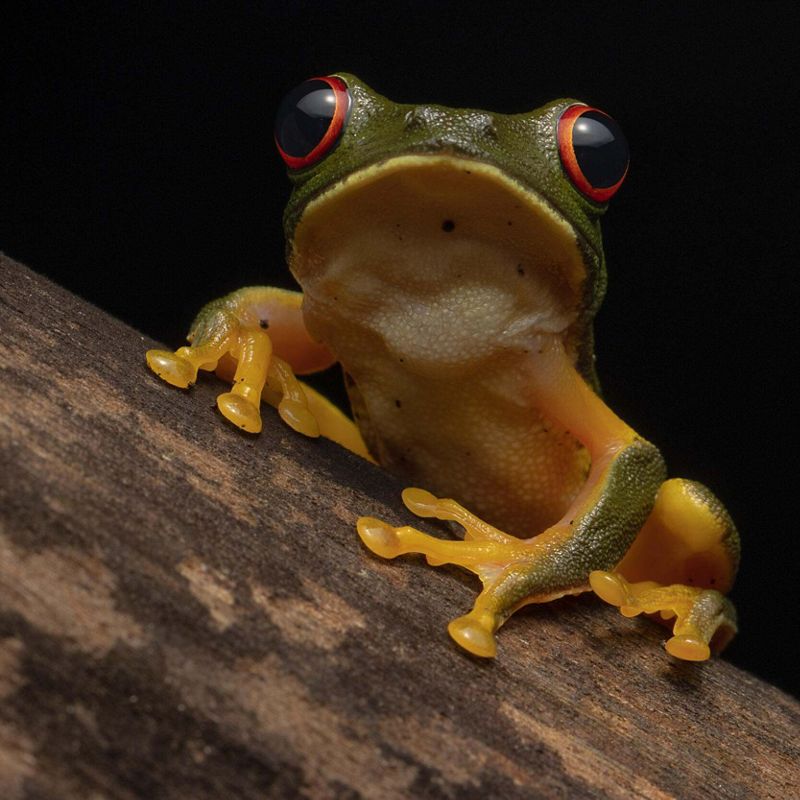 A close up of a green and yellow frog with red eyes.
