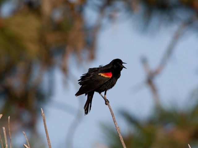 A red-winged black bird is singing from a small tree branch. 