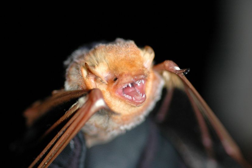 A close-up view of a red bat, with its mouth open, exposing its teeth.