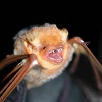 A red bat shows its teeth when being carefully examined by a researcher.