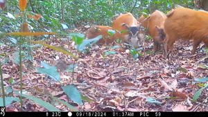 Several hogs root through fallen leaves on a forest floor.