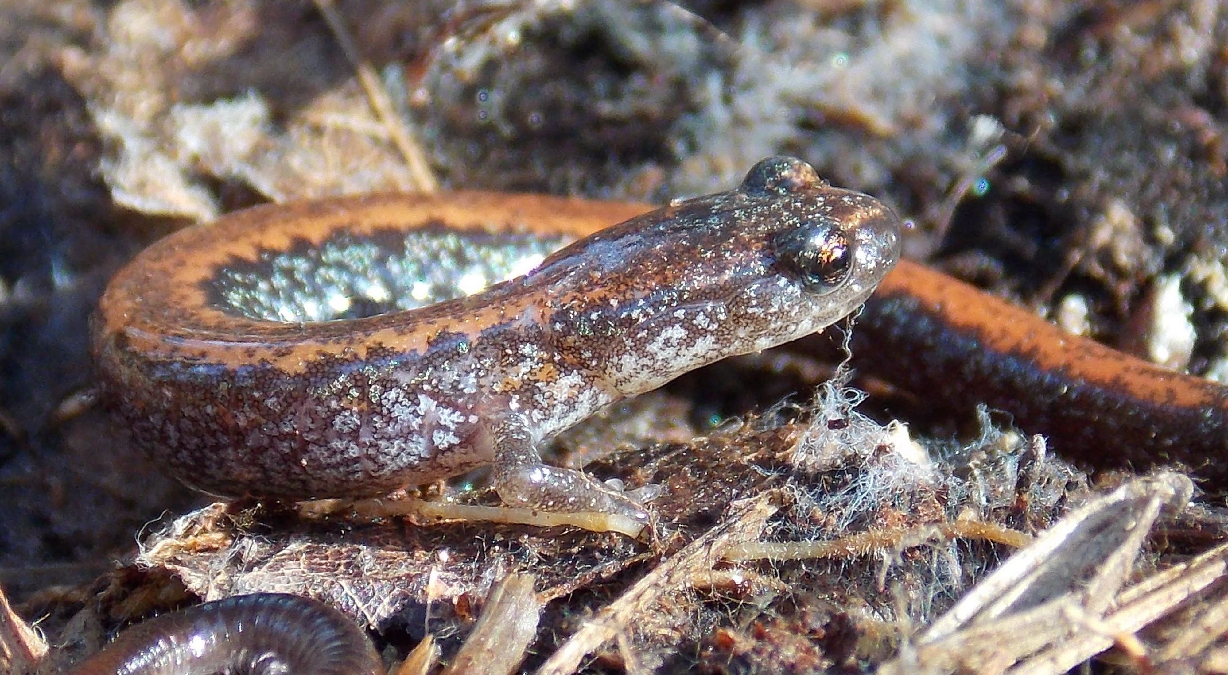 Image of redback salamander.
