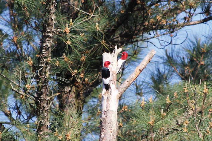 Two red headed woodpeckers search for food at the top of a tree snag.
