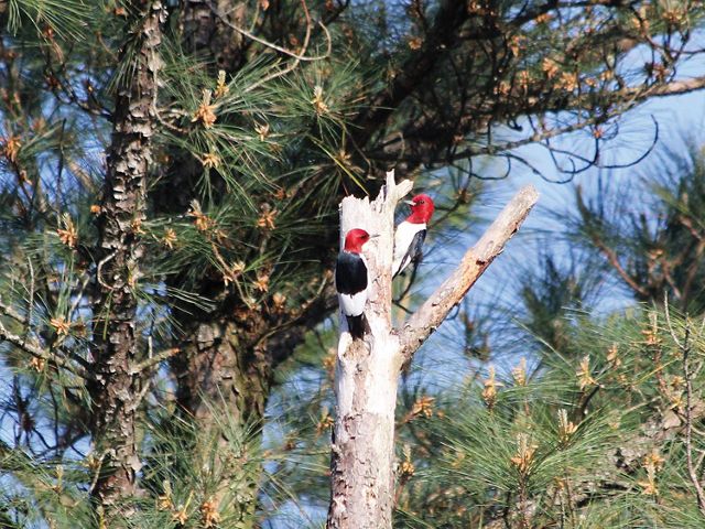Two red headed woodpeckers search for food at the top of a tree snag.