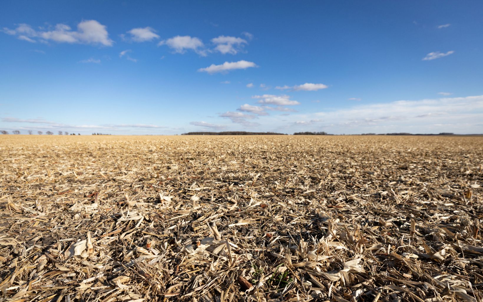 an undisturbed, post-harvest farm field covered with crop residue including corn stalks and cobs.