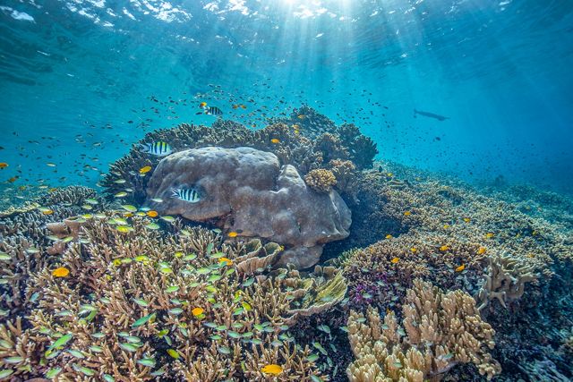 A vibrantly colored coral reef in tropical waters, with many small fish swimming around it.