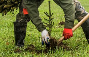 A person's hands planting a tree sapling. 