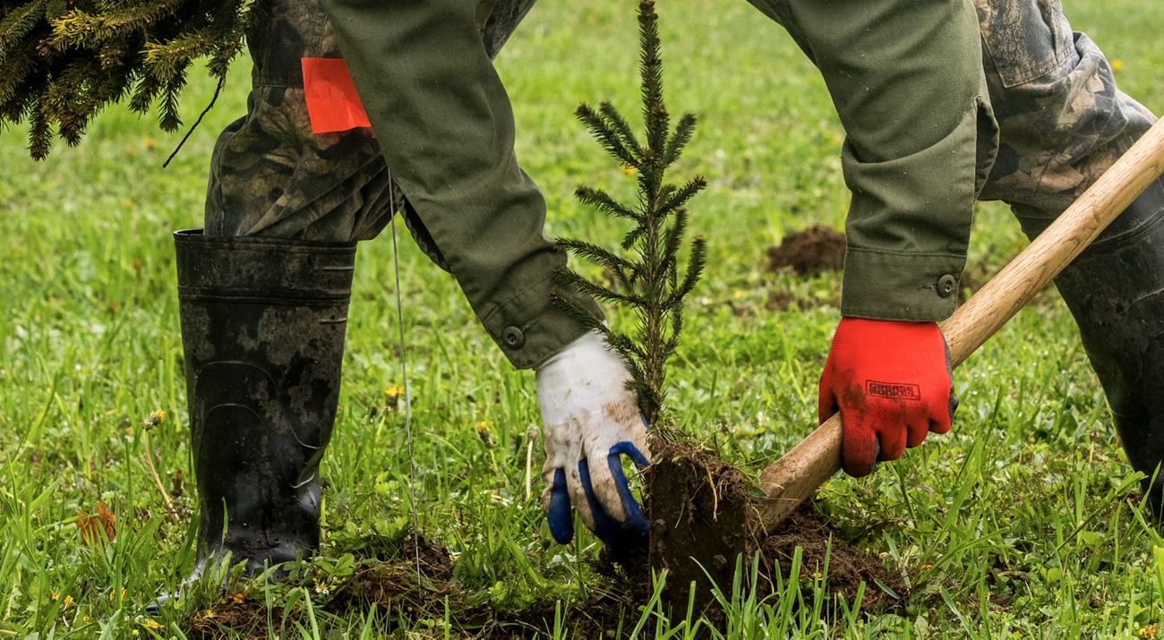 A person's hands planting a tree sapling.