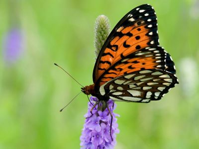 A regal fritillary butterfly on a prairie flower.