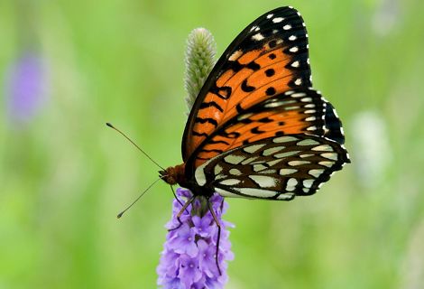 An orange and black butterfly lands on a purple flower.