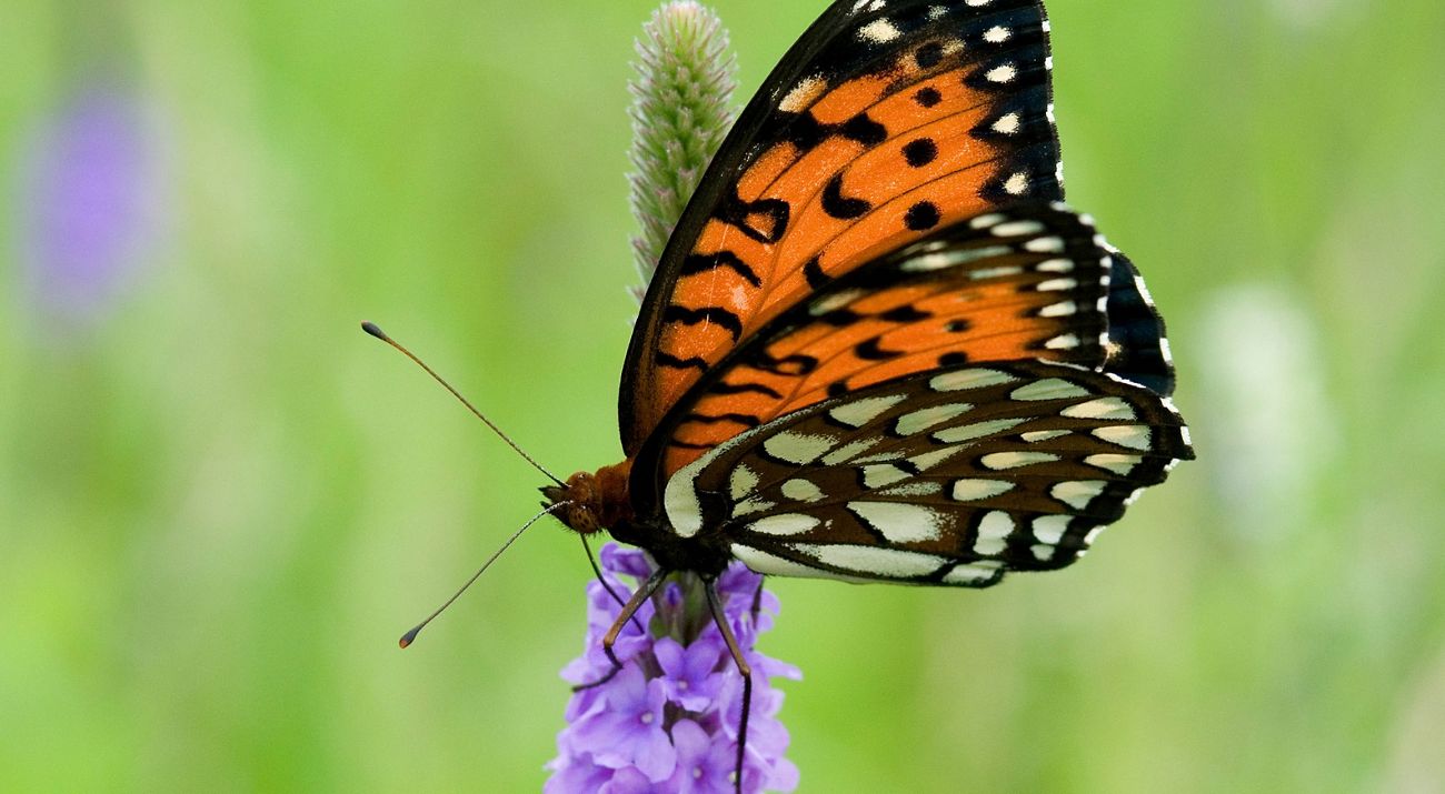 an orange and black butterfly lands on a purple flower.