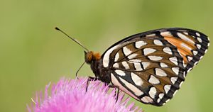 Black, white and orange butterfly with spots on wings eating nectar from a bright pink plant. 