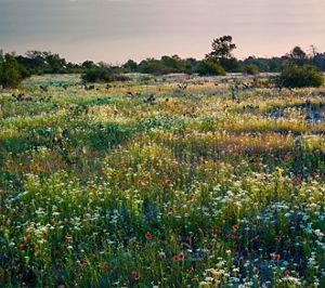Pontotoc Ridge Preserve in Oklahoma 