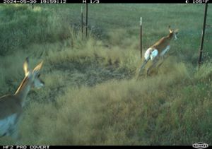 Still from a wildlife camera showing two pronghorn running in grass alongside a wire fence.