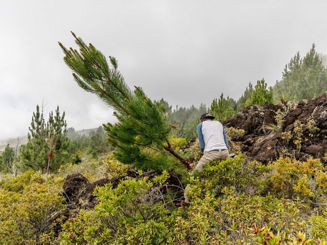 A worker removes a non-native pine tree from the summit of Haleakala on Maui.
