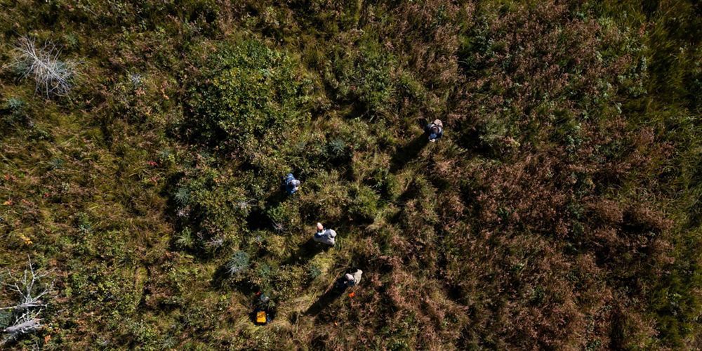 Aerial view of Sax-Zim bog.